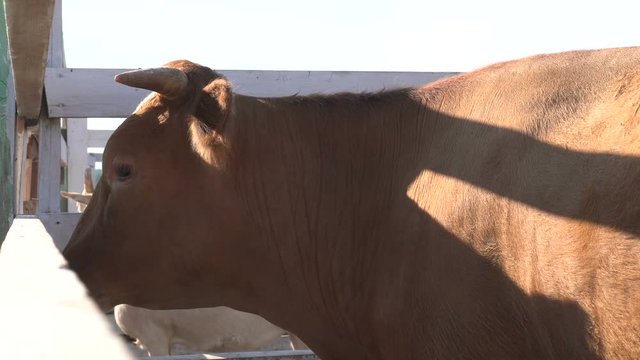 Front of a gyr bull in a corral, with its characteristic curve horns and long ears