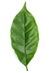 Obraz premium Coffee leaves green on white background.