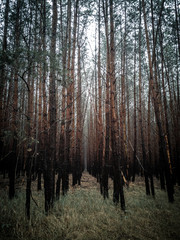 Wald in Brandenburg