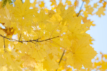 Yellow maple leaves on a tree. Bottom view