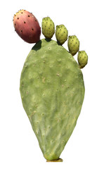 Opuntia cactus (prickly pears) with green and red edible fruits isolated on a white background....