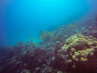 Fototapeta na wymiar Korallengarten mit viel Blau im Hintergrund