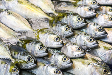 Fresh mackerel is placed in a row on the refrigerated panel