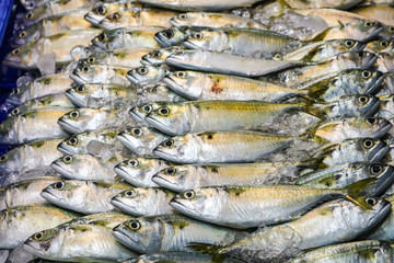 Fresh mackerel is placed in a row on the refrigerated panel