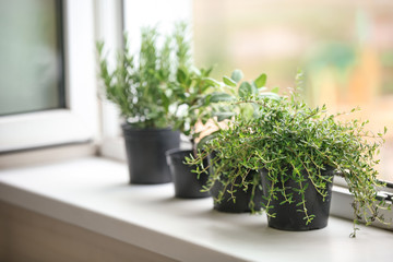 Fototapeta na wymiar Pots with fresh aromatic herbs on windowsill