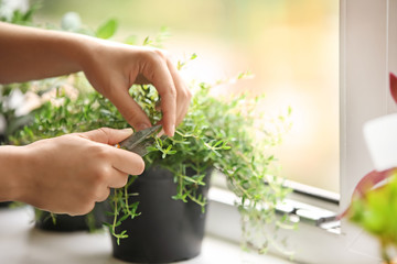 Woman cutting fresh homegrown thyme on windowsill