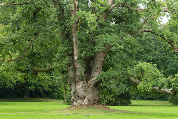 Alte Eiche im Schlosspark in Lütetsburg in Ostfriesland