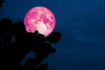 Fototapeta premium super pink moon back silhouette cactus in desert