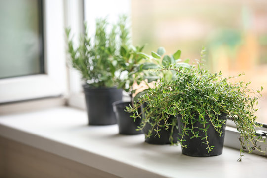 Pots with fresh aromatic herbs on windowsill