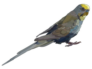 Budgerigar in vector