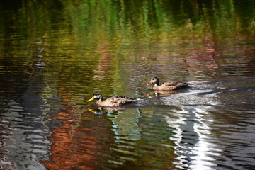 雲場池で泳ぐカモ
