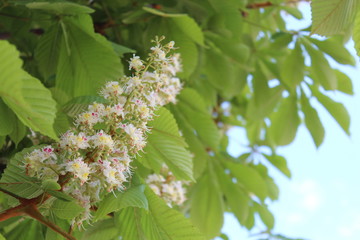 horse chestnut flower