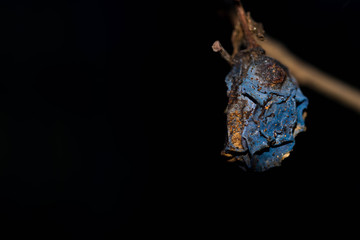 Rotten , dried plum fruit close up  on the tree isolated on black background.