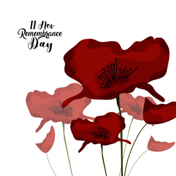 red flower on white background for remembrance day, 11th of november