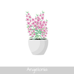 Vector Illustration. Plant in pot. Angelonia flower. Flat style
