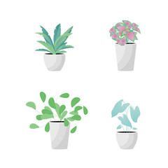 Vector Illustration. Plants in pot. Aslenium, Salvia Officinalis, Coleus, Caladium flower. Flat style