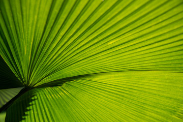 Textures surface pattern design vivid fresh bright of Green leaves of palm trees, Beautiful nature green leaf background concept.