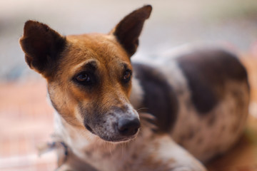 Naklejka na ściany i meble Closed up Thai dog brown and white colors sleep on brown floor , blurred background