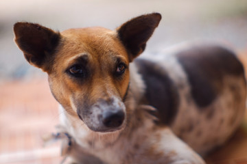 Closed up Thai dog brown and white colors  sleep on brown floor , blurred background