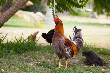 A cock and a black chicken on grass in Cuba