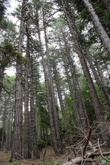 Obraz premium trees in the forest