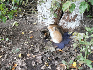 the cat and the kitten are sleeping by the tree