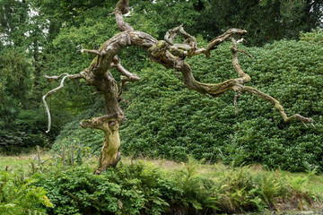 Abgestorbene Eiche im Schlosspark in Lütetsburg