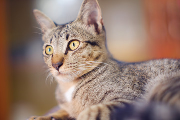 Closed up Thai cat grey and white colors  sleep on floor , blurred background