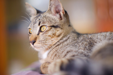 Closed up Thai cat grey and white colors  sleep on floor , blurred background