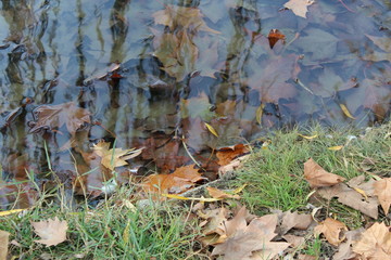 autumn leaves on the grass and water