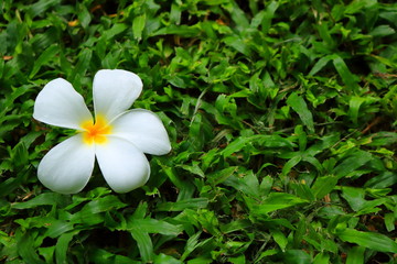 closeup picture of single white plumeria flower on grass meadow, tranquility concept