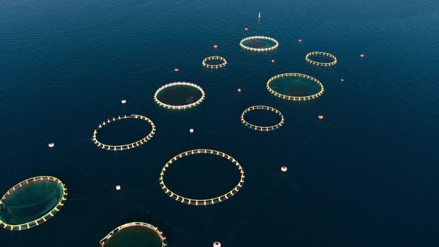 Aerial - Flying above fish farm in the Adriatic Sea with circular cages