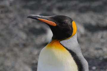 King penguin close up