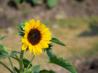 close-up shot of one sunflower