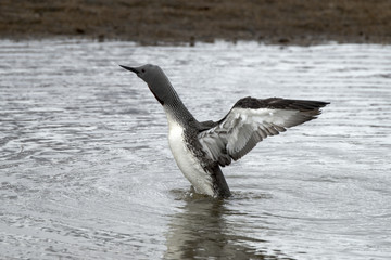 Plongeon catmarin,.Gavia stellata, Red throated Loon