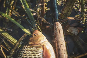 Fishing tackle and fish caught on them. Tenkara.