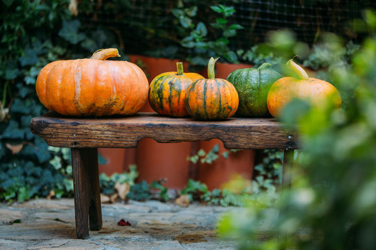 Harvest of pumpkins on wooden