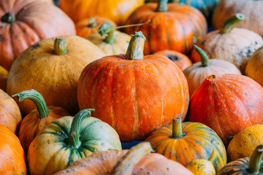 Harvest of pumpkins
