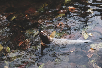 Beautiful grayling on the hook. Autumn fishing.