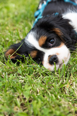 Cavalierking puppy charles spaniel