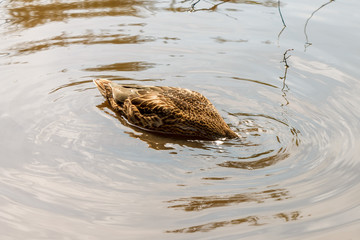 One brown duck swims in the river