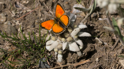 Gran Paradiso: butterfly on edelweiss plant