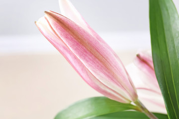 Beautiful pink lily flower, closeup