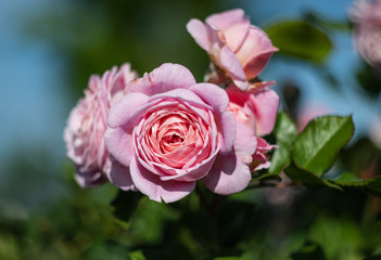 Rosa blüten von einer Rose im Sommer