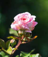 Rosa blüten von einer Rose im Sommer