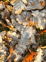 Frozen oak leaves lying on ground. Yellow fallen leaves covered with ice lying on ground, top view. Late autumn, freezing concept.Texture of oak leaves covered by snow and ice 