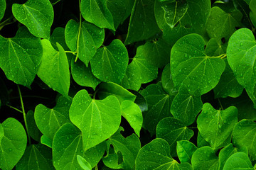 drop water on pattern of green leaf wall after raining