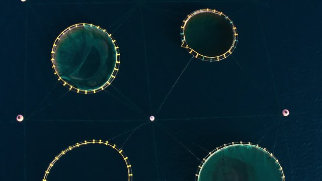 Aerial, vertical - Flyover circular cages for cultivating Seabream and Seabass