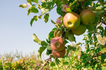 Яблоня в саду