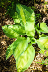 green plant in the garden